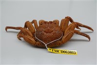 藏品(鱗形斜紋蟹)的圖片